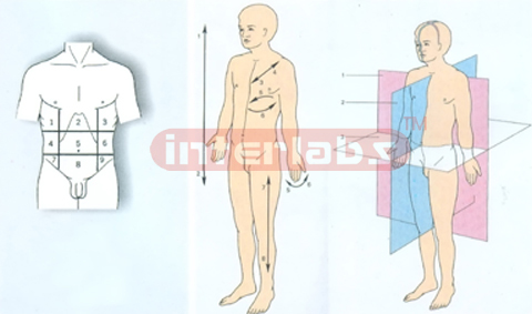 HUMAN ANATOMICAL FACE DESCRIPTION MODEL